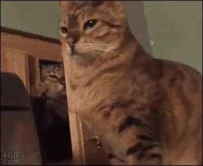 The professional slapper