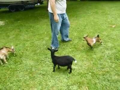 Hoppity hop ! BOOM !