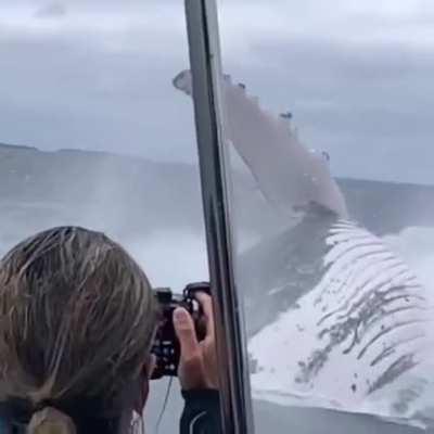 🔥 Absolute Unit of a Whale Jumps Out Of The Water