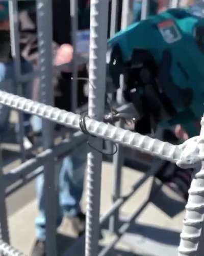 What kind of parrot is this? Can all parrots do this?