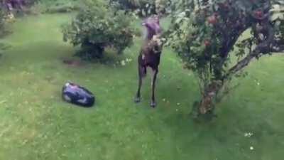 Grass hasn't been cut and my apples are gone???