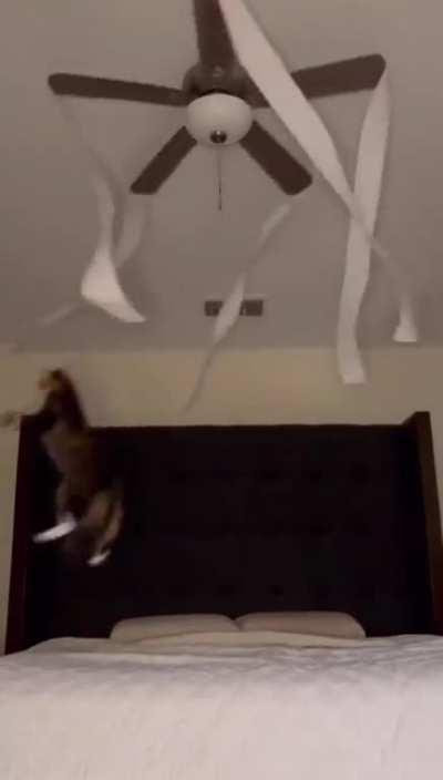 How to keep your cat entertained 101