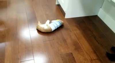 DHJF cat get stuck in calendar