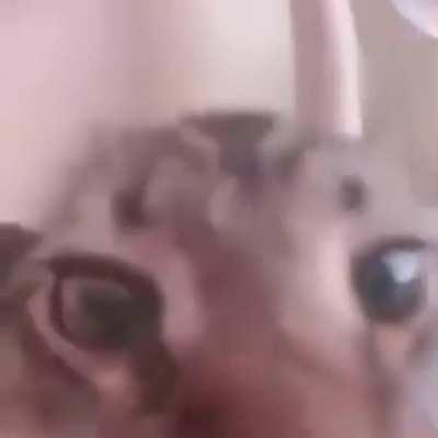 He stole my 19 dollar fortnite card