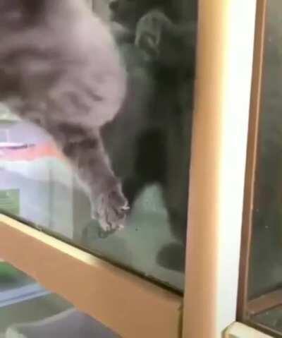 Theory of Cats fitting their heads through holes