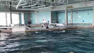 Nicholas the Dolphin Makes Super Bowl LV Prediction!!!!