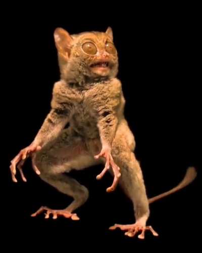 A Tarsier displays the unique features that help it thrive during the night