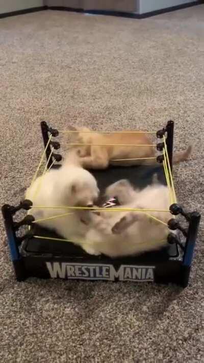 Catty Wrestlemania!