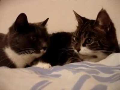 Double the trill = double the thrill (licks)