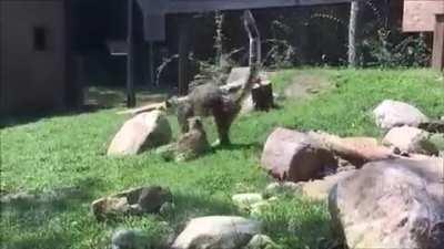🔥 Baby Snow Leopard jump scares mom.