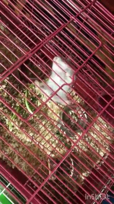 My Boy getting ready for the Hamster Olympics 