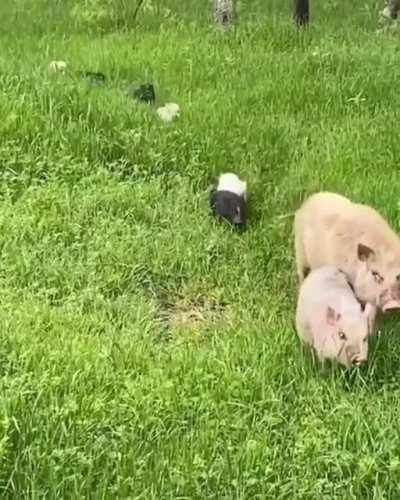 Schweinchen beim Familienausflug