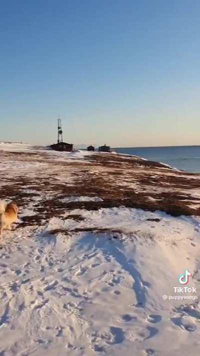 The brave and fearless Grim