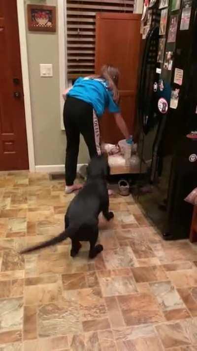 Dog goes slightly insane knowing the treats are coming.