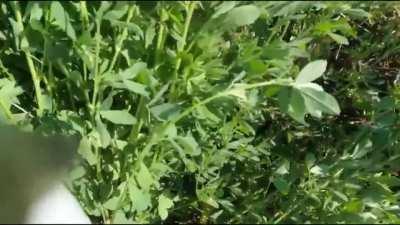 First person pov of a Russian su-25 getting shot down over Ukraine.