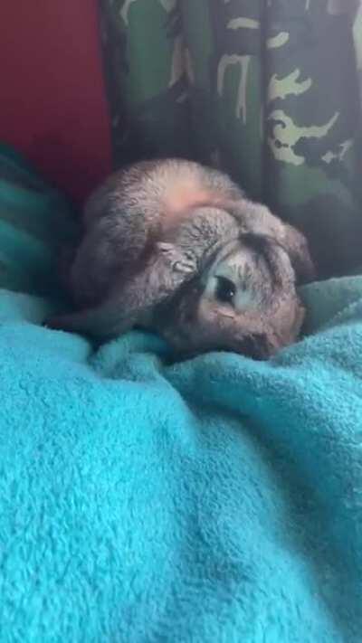 Here’s my newly adopted rabbit Reuben.