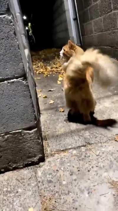 What an adorable cat.