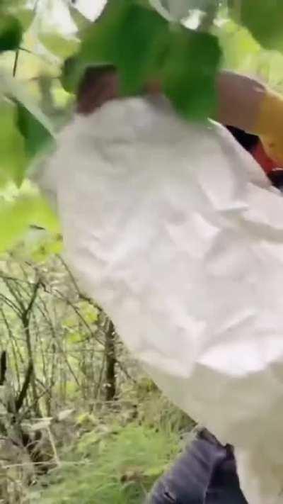 WCGW trying to remove a wasp nest