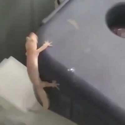 Geckooo patlıyosunnn