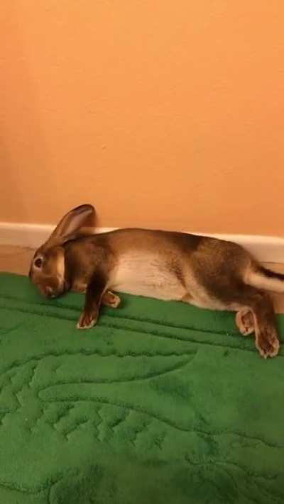 How Coco keeps cool during the heat:)