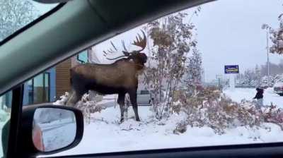 🔥🐘🐍🐡 User Flair now available on Sidebar: choose from over 100 nature-themed emojis 🐝🐅🐋🔥