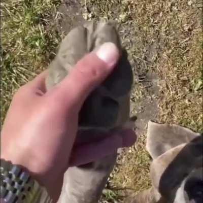 Calling on the dog beans