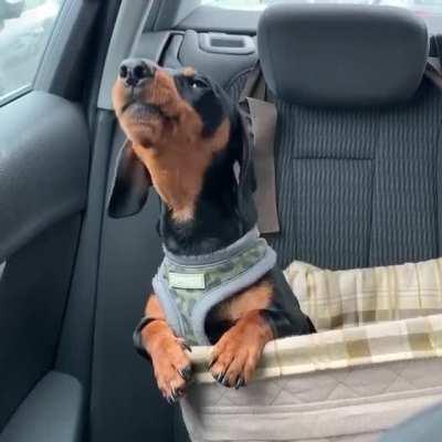 The master of awooos!