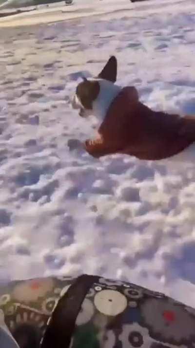 Doggo enjoys racing their human sledding down a snowy hill.
