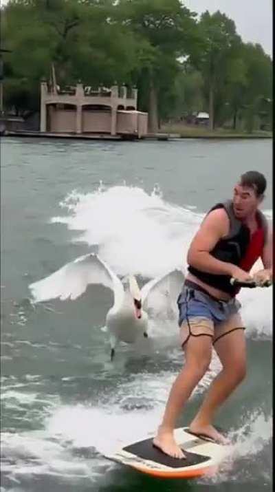 strike of the cobra chicken