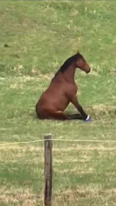 horse