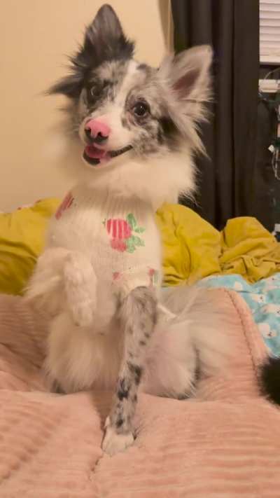 My deaf dog is a professional beggar