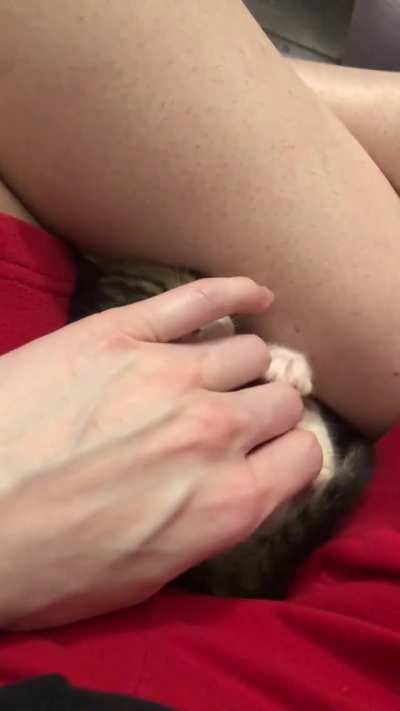 I Scritchy The Belly