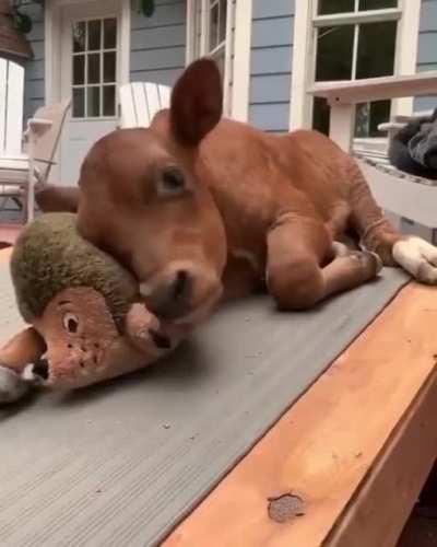 Just a cow and its hedgehog