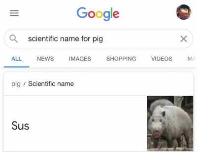 pig sus
