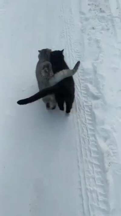 Apparently one of the cats is blind, so they walk this close together