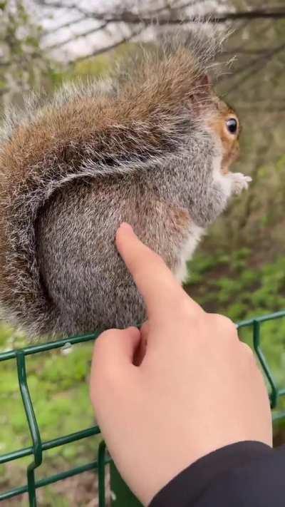 I really want to take squirrels home and raise them