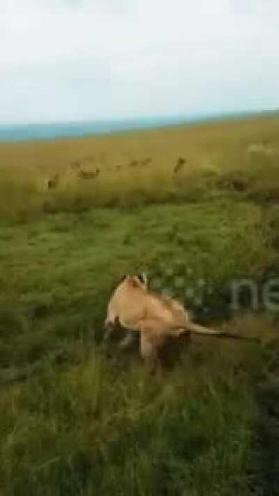 This is some Lion King back up there!