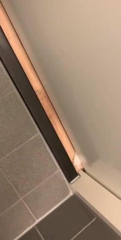 I can’t even use the toilet in peace anymore since my cats adopted me