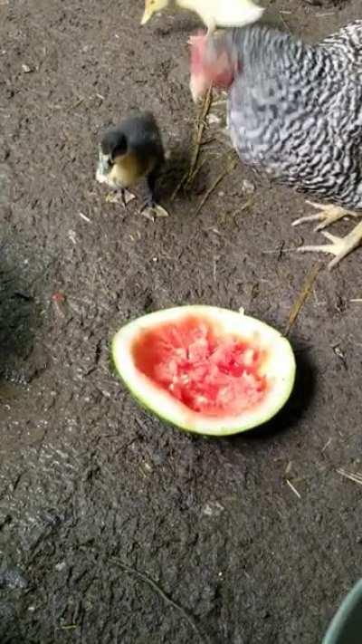 Chickens are absolutely amazing 🤗❤