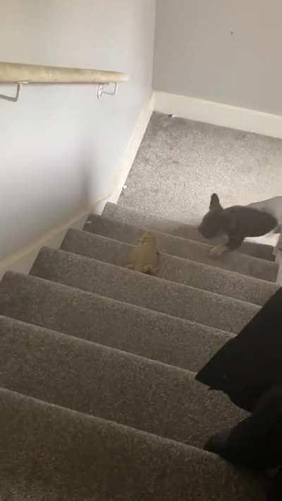 I guess Lola doesnât wanna spend time with me today