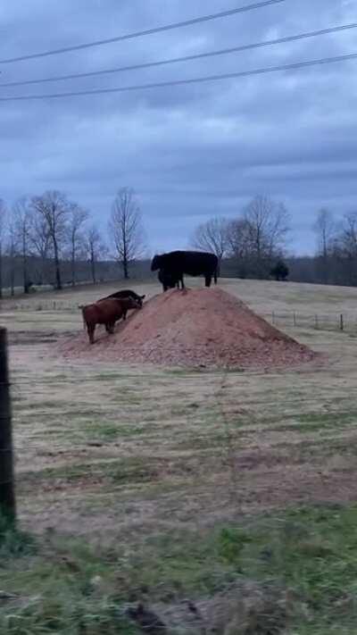 Not something you see every day