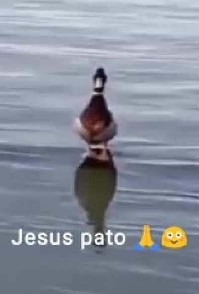 Não sei quem criou mas meus manos mandaram no discord que de início a era do pato 🙏😎 jesus pato