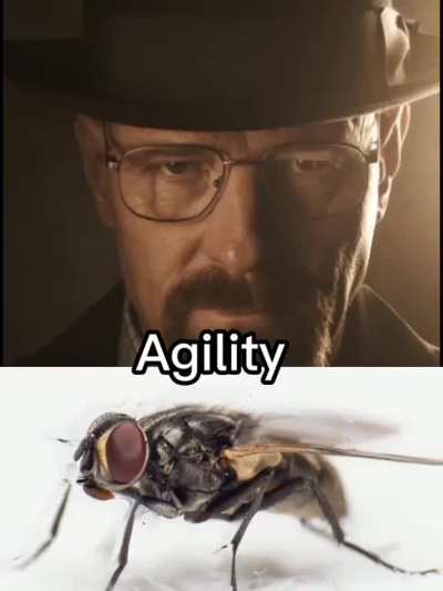 Walter white vs fly