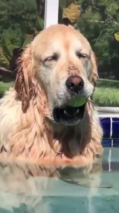 Lab fell asleep vibing to the music with the ball in his mouth..