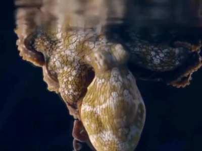 Octopussies change color when they dream.