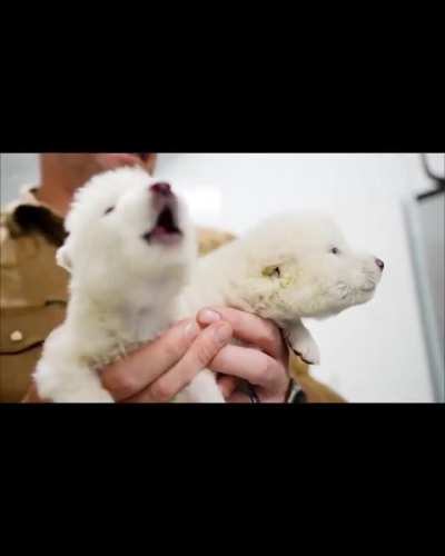 Primeiros uivos de um lobo-terrível em mais de 10.000 anos de extinção?