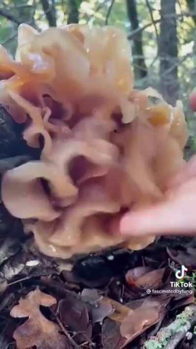 Thanks, I hate the Leafy Brain Fungus