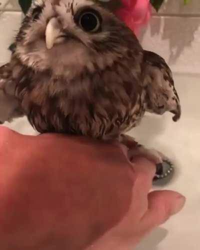 Owl Bath