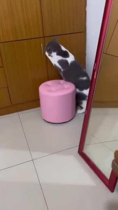 The reaction of the cat when he heard that the guests arrived