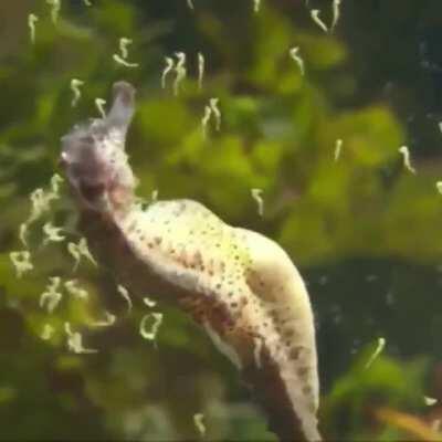 Seahorse spreading kids (Male edition)